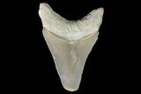 Serrated, Fossil Megalodon Tooth - Bone Valley, Florida #145108-1